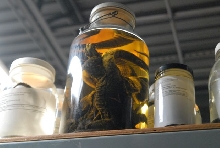 International Herp Symposium 2011