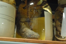 International Herp Symposium 2011