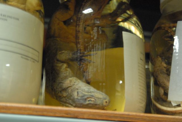 International Herp Symposium 2011