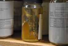 International Herp Symposium 2011