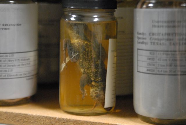 International Herp Symposium 2011
