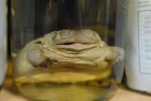 International Herp Symposium 2011
