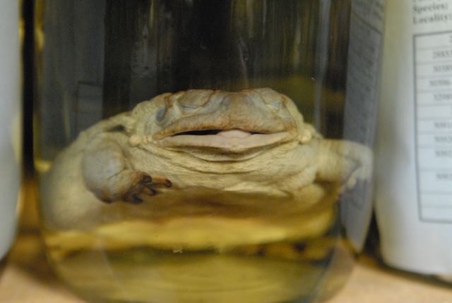 International Herp Symposium 2011