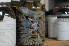 International Herp Symposium 2011