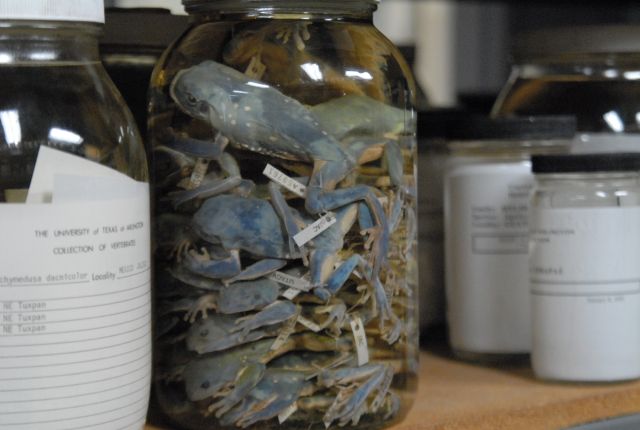 International Herp Symposium 2011