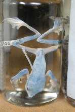 International Herp Symposium 2011