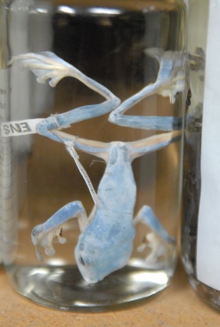 International Herp Symposium 2011