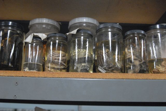 International Herp Symposium 2011