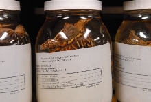 International Herp Symposium 2011