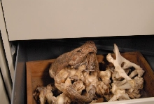 International Herp Symposium 2011