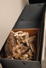 International Herp Symposium 2011