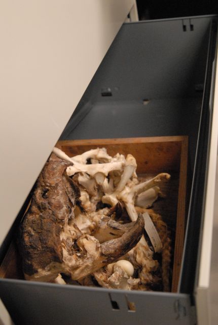 International Herp Symposium 2011