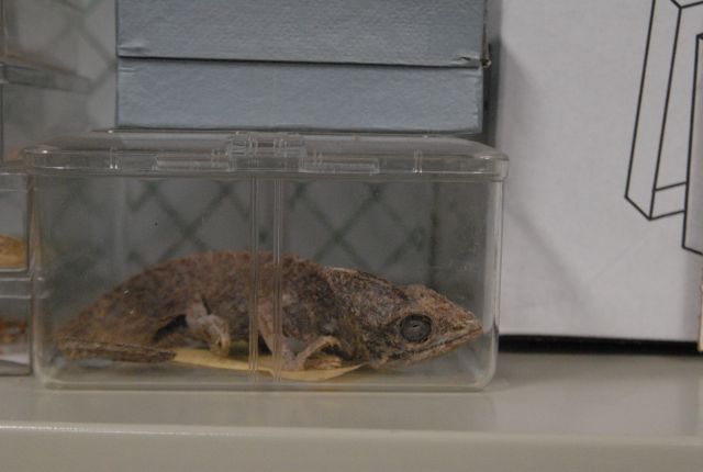 International Herp Symposium 2011