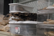 International Herp Symposium 2011