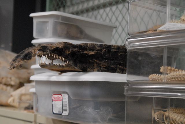 International Herp Symposium 2011