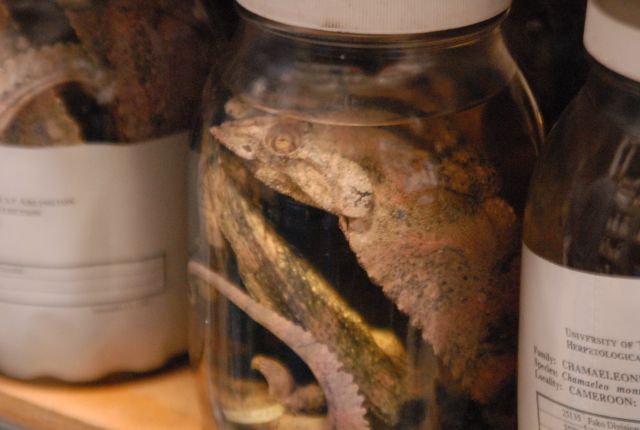International Herp Symposium 2011