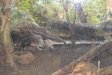 International Herp Symposium 2011