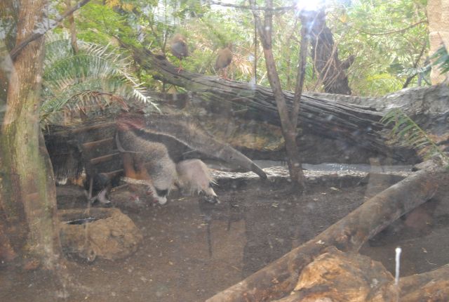 International Herp Symposium 2011