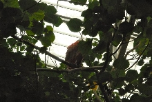 International Herp Symposium 2011