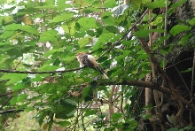 International Herp Symposium 2011