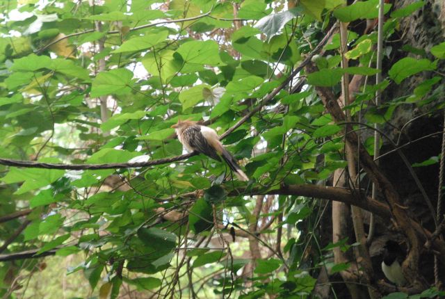International Herp Symposium 2011