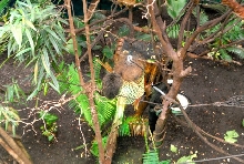 International Herp Symposium 2011