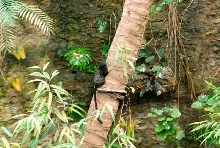 International Herp Symposium 2011