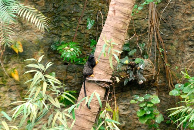International Herp Symposium 2011