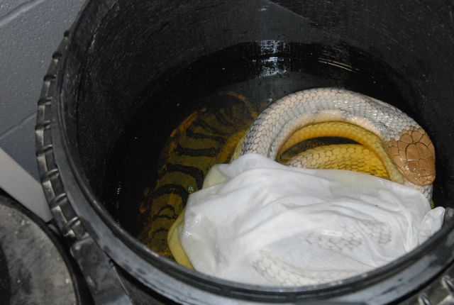 International Herp Symposium 2011