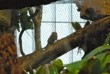 International Herp Symposium 2011