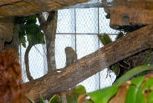 International Herp Symposium 2011
