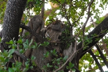 International Herp Symposium 2011