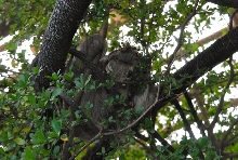 International Herp Symposium 2011