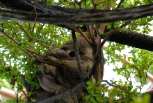 International Herp Symposium 2011