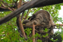 International Herp Symposium 2011