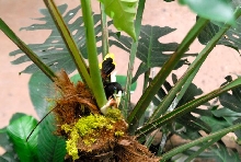 International Herp Symposium 2011