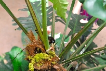 International Herp Symposium 2011