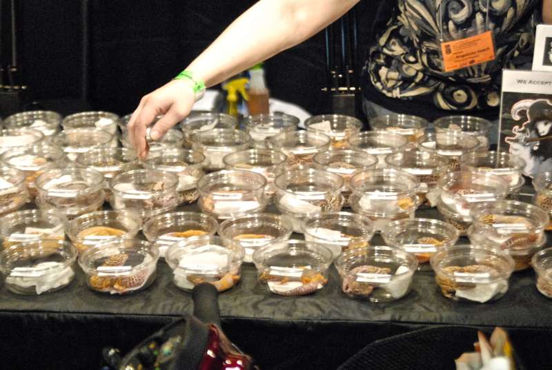 Scenes from the 2011 Tinley Park NARBC