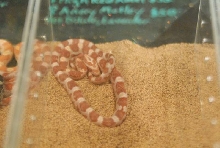 Scenes from the 2011 Tinley Park NARBC
