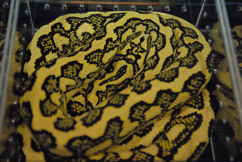 Scenes from 2011 NARBC Tinley Park
