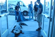 Scenes from 2011 NARBC Tinley Park