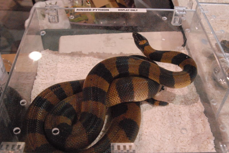 Photos from the 2011 National Reptile Breeders Expo (NRBE) in Daytona, Flor