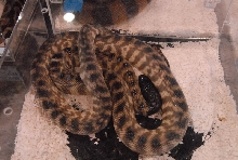 Photos from the 2011 National Reptile Breeders Expo (NRBE) in Daytona, Flor