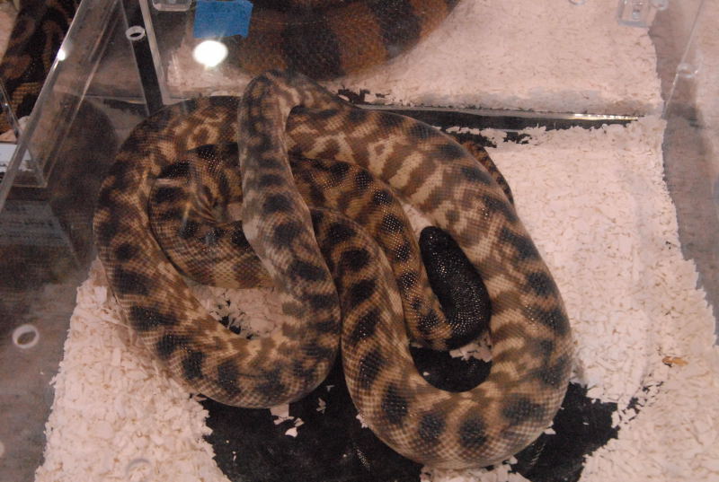 Photos from the 2011 National Reptile Breeders Expo (NRBE) in Daytona, Flor