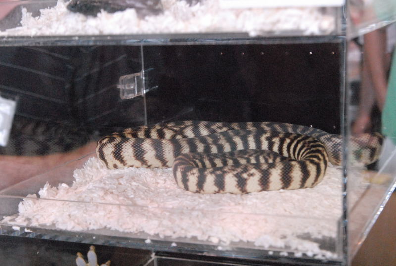 Photos from the 2011 National Reptile Breeders Expo (NRBE) in Daytona, Flor
