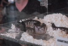 Photos from the 2011 National Reptile Breeders Expo (NRBE) in Daytona, Flor
