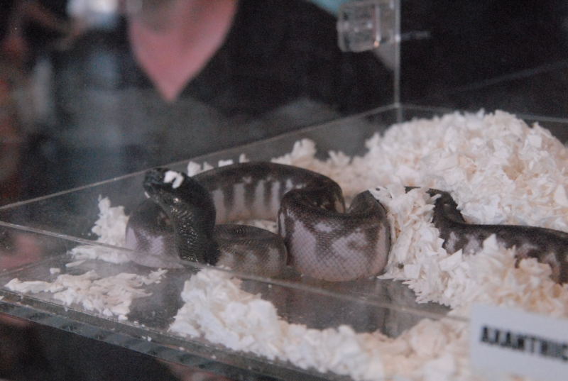 Photos from the 2011 National Reptile Breeders Expo (NRBE) in Daytona, Flor