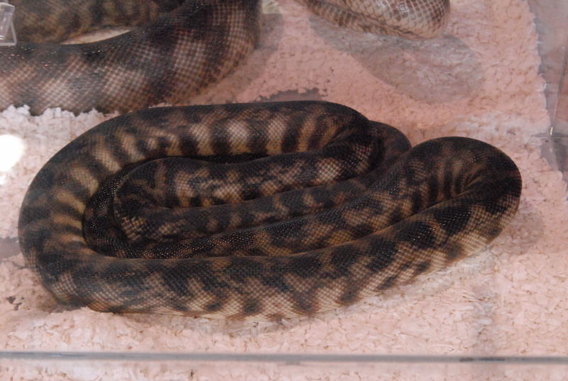 Photos from the 2011 National Reptile Breeders Expo (NRBE) in Daytona, Flor