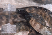 Photos from the 2011 National Reptile Breeders Expo (NRBE) in Daytona, Flor