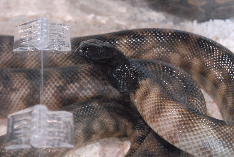 Photos from the 2011 National Reptile Breeders Expo (NRBE) in Daytona, Flor